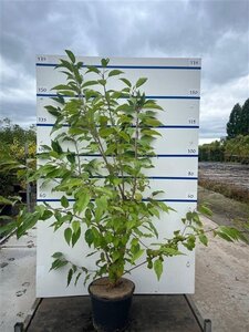 Prunus a. 'Plena' 150-175 cm cont. 20L meerstammig