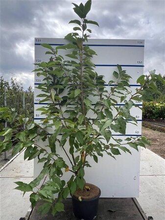 Prunus avium= boskers 150-175 cm cont. 20L meerstammig