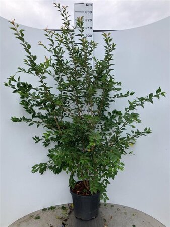 Prunus 'The Bride' 175-200 cm cont. 35L meerstammig - afbeelding 2