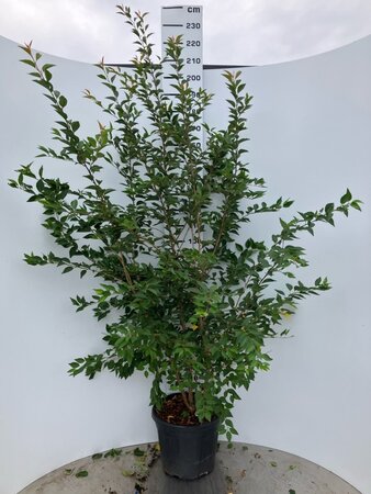 Prunus 'The Bride' 175-200 cm cont. 35L meerstammig - afbeelding 3