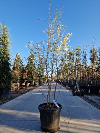 Prunus 'The Bride' 175-200 cm cont. 35L meerstammig - afbeelding 2