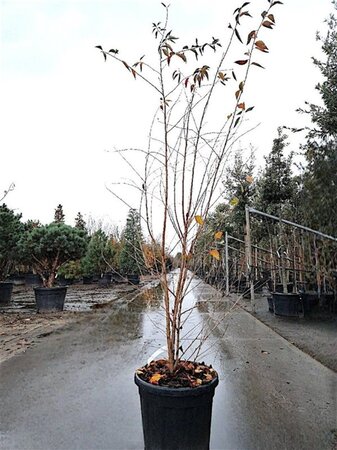 Prunus 'The Bride' 175-200 cm cont. 35L meerstammig - afbeelding 4