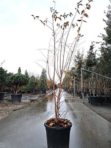 Prunus 'The Bride' 175-200 cm cont. 35L meerstammig - afbeelding 1
