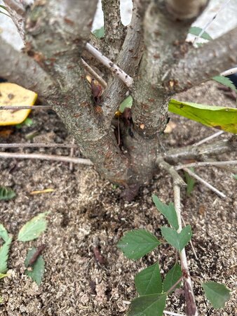 Prunus 'The Bride' 175-200 cm cont. 40L meerstammig - afbeelding 1