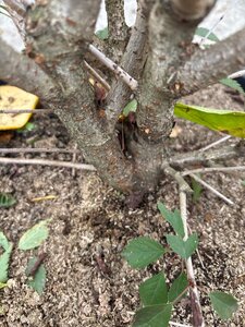 Prunus 'The Bride' 175-200 cm cont. 40L meerstammig - afbeelding 1