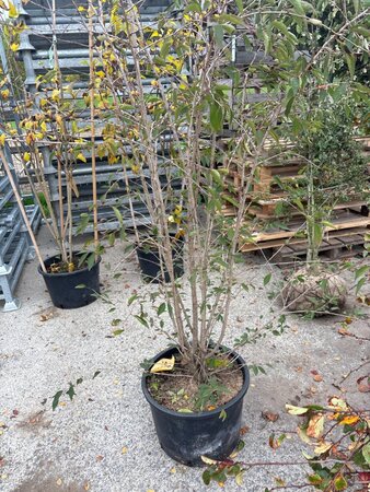 Prunus 'The Bride' 175-200 cm cont. 40L meerstammig - afbeelding 2