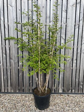 Prunus 'The Bride' 175-200 cm cont. 45L meerstammig