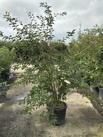 Prunus 'The Bride' 175-200 cm cont. 45L meerstammig
