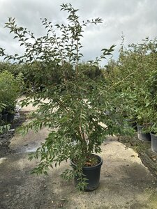 Prunus 'The Bride' 175-200 cm cont. 45L meerstammig