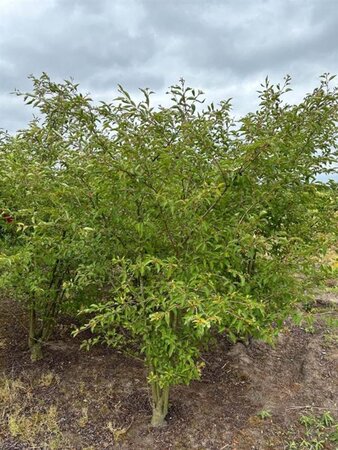 Prunus 'The Bride' 200-250 cm WRB multi-stem