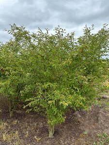 Prunus 'The Bride' 200-250 cm WRB multi-stem
