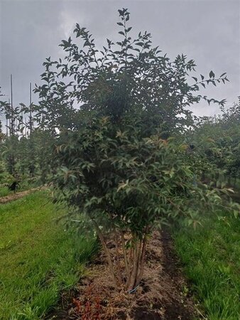 Prunus 'The Bride' 250-300 cm draadkluit meerstammig extra - afbeelding 1