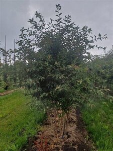 Prunus 'The Bride' 250-300 cm draadkluit meerstammig extra - afbeelding 1