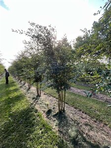 Prunus 'The Bride' 250-300 cm draadkluit meerstammig extra - afbeelding 2