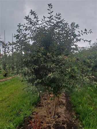 Prunus 'The Bride' 250-300 cm draadkluit meerstammig extra - afbeelding 3