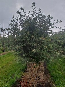 Prunus 'The Bride' 250-300 cm draadkluit meerstammig extra - afbeelding 3