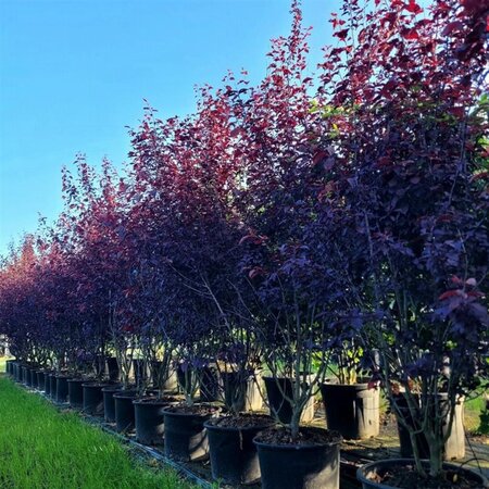 Prunus cer. 'Nigra'= 'Pissardii' 200-250 cm container meerstammig