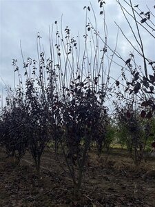 Prunus cer. 'Nigra'= 'Pissardii' 200-250 cm draadkluit meerstammig