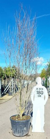 Prunus cer. 'Nigra'= 'Pissardii' 300-350 cm container meerstammig