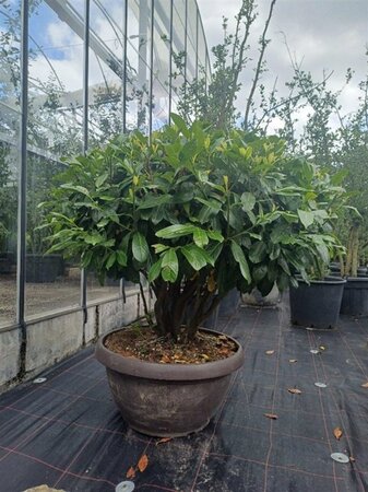 Prunus l. 'Novita' 100-120 cm container meerstammig