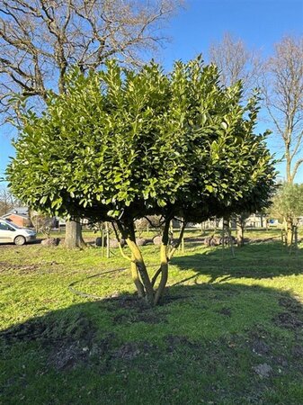 Prunus l. 'Rotundifolia' 350-400 cm draadkluit meerstammig - afbeelding 2