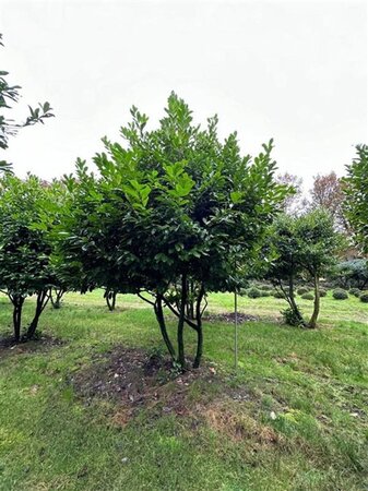 Prunus l. 'Rotundifolia' 350-400 cm draadkluit meerstammig - afbeelding 1