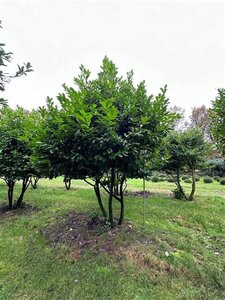Prunus l. 'Rotundifolia' 350-400 cm draadkluit meerstammig