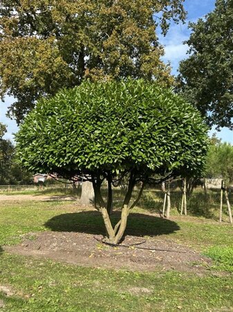 Prunus l. 'Rotundifolia' 350-400 cm draadkluit meerstammig - afbeelding 3