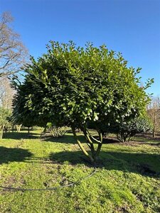 Prunus l. 'Rotundifolia' 350-400 cm draadkluit meerstammig - afbeelding 4