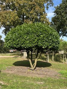 Prunus l. 'Rotundifolia' 350-400 cm WRB multi-stem - image 3