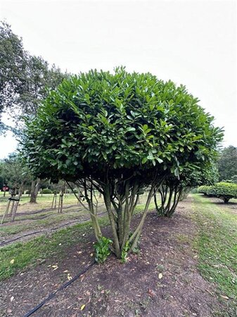 Prunus l. 'Rotundifolia' 450-500 cm draadkluit meerstammig - afbeelding 2