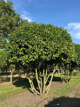 Prunus l. 'Rotundifolia' 450-500 cm WRB multi-stem - image 1