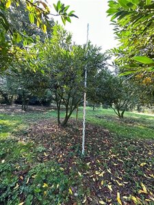 Prunus l. 'Schipkaensis' 300-400 cm WRB multi-stem