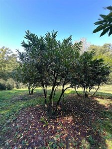 Prunus l. 'Schipkaensis' 300-400 cm WRB multi-stem - image 2