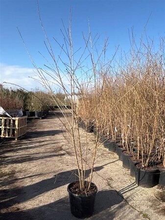 Prunus 'Mieke' 175-200 cm cont. 35L meerstammig - afbeelding 2