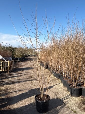 Prunus 'Mieke' 175-200 cm cont. 35L meerstammig - afbeelding 3