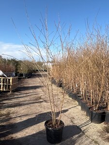 Prunus 'Mieke' 175-200 cm cont. 35L meerstammig - afbeelding 3