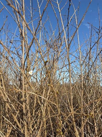 Prunus 'Mieke' 175-200 cm cont. 35L meerstammig - afbeelding 3