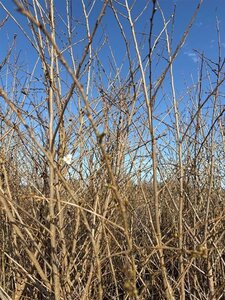 Prunus 'Mieke' 175-200 cm cont. 35L meerstammig - afbeelding 3