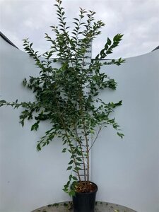 Prunus 'Mieke' 175-200 cm cont. 35L meerstammig