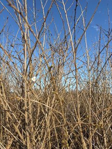 Prunus 'Mieke' 175-200 cm cont. 35L meerstammig - afbeelding 4