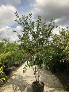 Prunus 'Mieke' 250-300 cm cont. 90L meerstammig