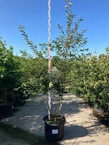 Prunus 'Okame' 250-300 cm cont. 90L meerstammig