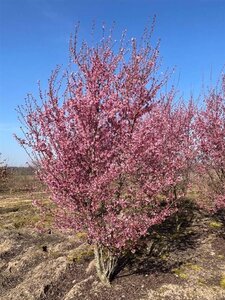 Prunus 'Okame' 250-300 cm draadkluit meerstammig
