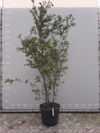 Prunus 'Okame' 250-300 cm draadkluit meerstammig
