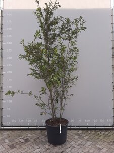 Prunus 'Okame' 250-300 cm draadkluit meerstammig