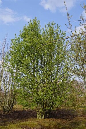 Prunus padus 1000-1200 cm WRB multi-stem