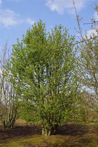 Prunus padus 1000-1200 cm WRB multi-stem