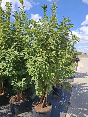 Prunus 'Pandora' 250-300 cm cont. 50L meerstammig - afbeelding 2