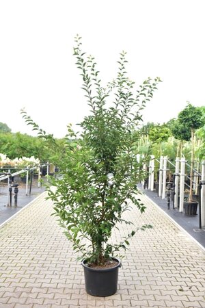 Prunus 'Pandora' 250-300 cm cont. 50L meerstammig - afbeelding 1